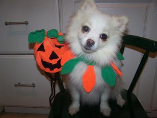 baboct005.jpg