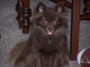 chewy003.jpg