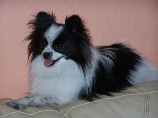 cookie009.jpg