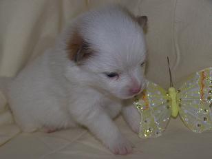 puppies018.jpg