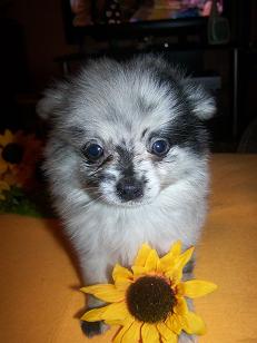 pups005.jpg